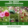image:imageHOME GROWN Sensation Dwarf Mix Cosmos Seeds for Planting 600 Seeds Cosmos bipinnatus