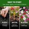 image:imageHOME GROWN Sensation Dwarf Mix Cosmos Seeds for Planting 600 Seeds Cosmos bipinnatus