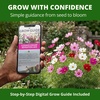 image:imageHOME GROWN Sensation Dwarf Mix Cosmos Seeds for Planting 600 Seeds Cosmos bipinnatus