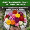 image:imageHOME GROWN State Fair Zinnia Seeds for Planting 300 Seeds Zinnia elegans