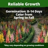 image:imageHOME GROWN Tetra Snapdragon Seeds for Planting 4000 Seeds 2000 Each 2 Pack Antirrhinum majus
