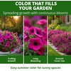 image:imageHOME GROWN Wild Petunia Seeds for Planting 3000 Seeds Petunia violacea  For Hanging Baskets Drought Tolerant USDA Zones 210