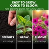 image:imageHOME GROWN Wild Petunia Seeds for Planting 3000 Seeds Petunia violacea  For Hanging Baskets Drought Tolerant USDA Zones 210