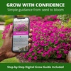 image:imageHOME GROWN Wild Petunia Seeds for Planting 3000 Seeds Petunia violacea  For Hanging Baskets Drought Tolerant USDA Zones 210
