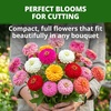 image:imageHOME GROWN Zinnia Oklahoma Zinnia elegans Seeds 100 Seeds Heirloom NonGMO