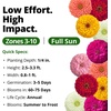 image:imageHOME GROWN Zinnia Oklahoma Zinnia elegans Seeds 100 Seeds Heirloom NonGMO