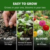 image:imageHOME GROWN Zinnia Oklahoma Zinnia elegans Seeds 100 Seeds Heirloom NonGMO