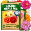 image:imageHOME GROWN Cactus Mix Zinnia Seeds 1300 Seeds 650 Seeds 2 Pack Zinnia elegans