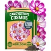 image:imageHOME GROWN Candystripe Cosmos Seeds for Planting 1200 Seeds 600 Each 2 Pack Cosmos bipinnatu