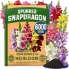 image:imageHOME GROWN Fairy amp Northern Lights Spurred Snapdragon Seeds for Planting 6000 Seeds Linaria maroccana