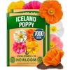 image:imageHOME GROWN Iceland Poppy Seeds for Planting 7000 Seeds 3500 Each 2 Pack Papaver nudicaule
