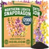 image:imageHOME GROWN Northern Lights Snapdragon Seeds for Planting 12000 Seeds 6000 Each 2 Pack Antirrhinum majus
