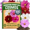 image:imageHOME GROWN Sensation Dwarf Mix Cosmos Seeds for Planting 600 Seeds Cosmos bipinnatus