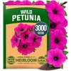 image:imageHOME GROWN Wild Petunia Seeds for Planting 3000 Seeds Petunia violacea  For Hanging Baskets Drought Tolerant USDA Zones 210