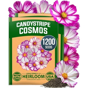 image:imageHOME GROWN Candystripe Cosmos Seeds for Planting 1200 Seeds 600 Each 2 Pack Cosmos bipinnatu