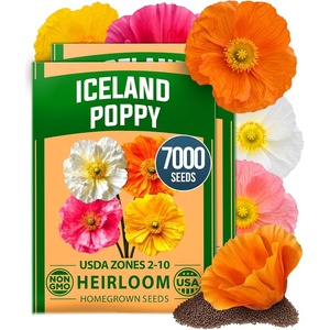 image:imageHOME GROWN Iceland Poppy Seeds for Planting 7000 Seeds 3500 Each 2 Pack Papaver nudicaule
