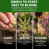 image:imageHOME GROWN Fairy Snapdragon Seeds 14000 Seeds Linaria maroccana  14000 Seeds 7000 Each 2 Pack  Zones 210  Pollinator Friendly  NonGMO Heirloom  Annual