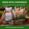 image:imageHOME GROWN Fairy Snapdragon Seeds 14000 Seeds Linaria maroccana  14000 Seeds 7000 Each 2 Pack  Zones 210  Pollinator Friendly  NonGMO Heirloom  Annual