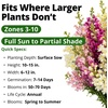 image:imageHOME GROWN Fairy Snapdragon Seeds 14000 Seeds Linaria maroccana  14000 Seeds 7000 Each 2 Pack  Zones 210  Pollinator Friendly  NonGMO Heirloom  Annual
