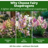 image:imageHOME GROWN Fairy Snapdragon Seeds 14000 Seeds Linaria maroccana  14000 Seeds 7000 Each 2 Pack  Zones 210  Pollinator Friendly  NonGMO Heirloom  Annual