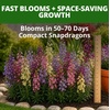 image:imageHOME GROWN Fairy Snapdragon Seeds 14000 Seeds Linaria maroccana  14000 Seeds 7000 Each 2 Pack  Zones 210  Pollinator Friendly  NonGMO Heirloom  Annual