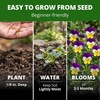 image:imageHOME GROWN Johnny Jump Up Helen Mount Viola Seeds 1500 Viola Tricolor  1500 Tricolor Seeds  Zones 39  Pollinator Friendly  NonGMO Heirloom  AnnualBiennial