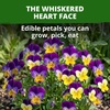 image:imageHOME GROWN Johnny Jump Up Helen Mount Viola Seeds 3000 Viola Tricolor  3000 Seeds 1500 Each 2 Pack  Zones 39  Pollinator Friendly  NonGMO Heirloom  AnnualBiennial