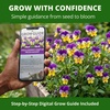image:imageHOME GROWN Johnny Jump Up Helen Mount Viola Seeds 3000 Viola Tricolor  3000 Seeds 1500 Each 2 Pack  Zones 39  Pollinator Friendly  NonGMO Heirloom  AnnualBiennial