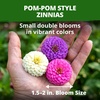 image:imageHOME GROWN Lilliput Dwarf Zinnia Seeds 1200 Seeds Zinnia elegans  1200 Seeds 600 Each 2 Pack  Zones 310  Pollinator Friendly  NonGMO Heirloom  Annual