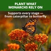 image:imageHOME GROWN Milkweed Butterfly Seeds  108 Asclepias Tuberosa  108 seeds 450mg  Zones 311 Full Sun  Monarch Host Plant  NonGMO Heirloom  Perennial Native