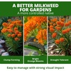 image:imageHOME GROWN Milkweed Butterfly Seeds  108 Asclepias Tuberosa  108 seeds 450mg  Zones 311 Full Sun  Monarch Host Plant  NonGMO Heirloom  Perennial Native