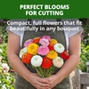 image:imageHOME GROWN Oklahoma Zinnia Seeds 300 Seeds Zinnia elegans  300 Seeds  Zones 211  Full Sun  Cut Flower Favorite  NonGMO Heirloom  Annual