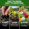 image:imageHOME GROWN Oklahoma Zinnia Seeds 300 Seeds Zinnia elegans  300 Seeds  Zones 211  Full Sun  Cut Flower Favorite  NonGMO Heirloom  Annual