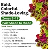 image:imageHOME GROWN Rainbow Mix Coleus Seeds Plectranthus scutellarioides  800 Seeds 400 Each 2 Pack  Partial to Full Shade  Colorful Foliage  NonGMO Heirloom  Annual