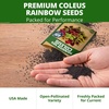 image:imageHOME GROWN Rainbow Mix Coleus Seeds Plectranthus scutellarioides  800 Seeds 400 Each 2 Pack  Partial to Full Shade  Colorful Foliage  NonGMO Heirloom  Annual