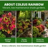 image:imageHOME GROWN Rainbow Mix Coleus Seeds Plectranthus scutellarioides  800 Seeds 400 Each 2 Pack  Partial to Full Shade  Colorful Foliage  NonGMO Heirloom  Annual