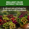 image:imageHOME GROWN Rainbow Mix Coleus Seeds Plectranthus scutellarioides  800 Seeds 400 Each 2 Pack  Partial to Full Shade  Colorful Foliage  NonGMO Heirloom  Annual