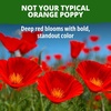 image:imageHOME GROWN Red Chief California Poppy Seeds 2500 Eschscholzia californica  2500 Seeds  Zones 210  Full Sun  Drought Tolerant  NonGMO Heirloom  Annual Wildflower