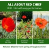 image:imageHOME GROWN Red Chief California Poppy Seeds 2500 Eschscholzia californica  2500 Seeds  Zones 210  Full Sun  Drought Tolerant  NonGMO Heirloom  Annual Wildflower