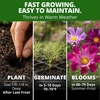 image:imageHOME GROWN Sea Shells Cosmos Seeds 600 Seeds Cosmos bipinnatus  600 Seeds  Zones 211  Pollinator Friendly  NonGMO Heirloom  Annual