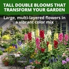 image:imageHOME GROWN Summer Carnival Giant Hollyhock Seeds 2000 Seeds Alcea rosea  2000 Seeds 1000 Each 2 Pack  Zones 39  Pollinator Friendly  NonGMO Heirloom  BiennialShortLived Perennial