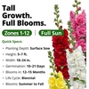 image:imageHOME GROWN Summer Carnival Giant Hollyhock Seeds 2000 Seeds Alcea rosea  2000 Seeds 1000 Each 2 Pack  Zones 39  Pollinator Friendly  NonGMO Heirloom  BiennialShortLived Perennial