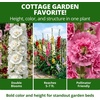 image:imageHOME GROWN Summer Carnival Giant Hollyhock Seeds 2000 Seeds Alcea rosea  2000 Seeds 1000 Each 2 Pack  Zones 39  Pollinator Friendly  NonGMO Heirloom  BiennialShortLived Perennial