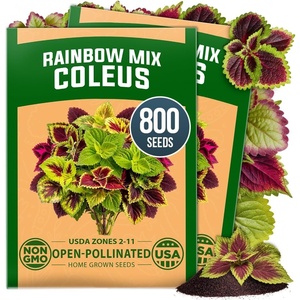 image:imageHOME GROWN Rainbow Mix Coleus Seeds Plectranthus scutellarioides  800 Seeds 400 Each 2 Pack  Partial to Full Shade  Colorful Foliage  NonGMO Heirloom  Annual
