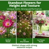 image:imageHOME GROWN Sea Shells Cosmos Seeds 1200 Seeds Cosmos bipinnatus  Heirloom NonGMO  1200 Seeds 600 Each 2 Pack  Zones 211  Full Sun  Summer to Fall Blooms  Annual