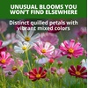 image:imageHOME GROWN Sea Shells Cosmos Seeds 1200 Seeds Cosmos bipinnatus  Heirloom NonGMO  1200 Seeds 600 Each 2 Pack  Zones 211  Full Sun  Summer to Fall Blooms  Annual