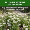 image:imageHOME GROWN White Yarrow Seeds 16000 Seeds Achillea millefolium  16000 Seeds 8000 Each 2 Pack  Zones 39  Pollinator Friendly  NonGMO Heirloom  Perennial