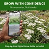 image:imageHOME GROWN White Yarrow Seeds 16000 Seeds Achillea millefolium  16000 Seeds 8000 Each 2 Pack  Zones 39  Pollinator Friendly  NonGMO Heirloom  Perennial