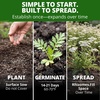 image:imageHOME GROWN White Yarrow Seeds 16000 Seeds Achillea millefolium  16000 Seeds 8000 Each 2 Pack  Zones 39  Pollinator Friendly  NonGMO Heirloom  Perennial