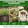 image:imageHOME GROWN White Yarrow Seeds 16000 Seeds Achillea millefolium  16000 Seeds 8000 Each 2 Pack  Zones 39  Pollinator Friendly  NonGMO Heirloom  Perennial